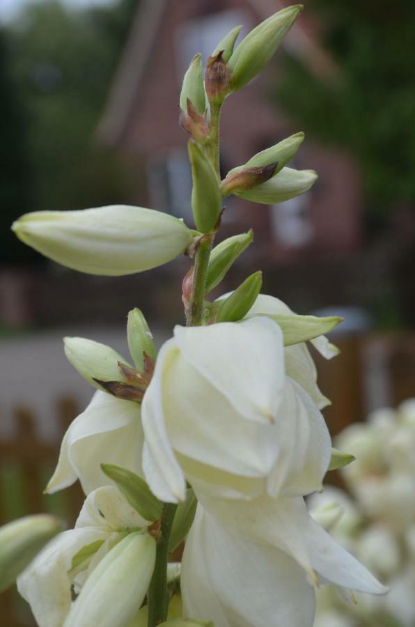 Fewo Deichblick 维施哈芬 外观 照片